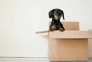 Movers and packers Dubai |  Selidbe i prevoz Beograd